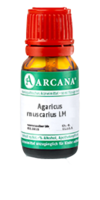 AGARICUS MUSCARIUS LM 16 Dilution