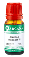 ACANTHUS mollis LM 6 Dilution