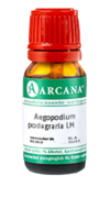 AEGOPODIUM podagraria LM 10 Dilution