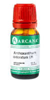 ANTHOXANTHUM odoratum LM 7 Dilution